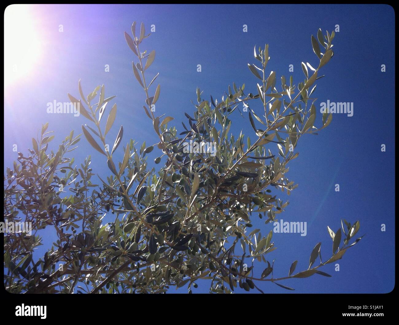Little Farga olives developing on the tree on a summer's day, Catalonia, Spain. - Smartphone Captured Stock Image