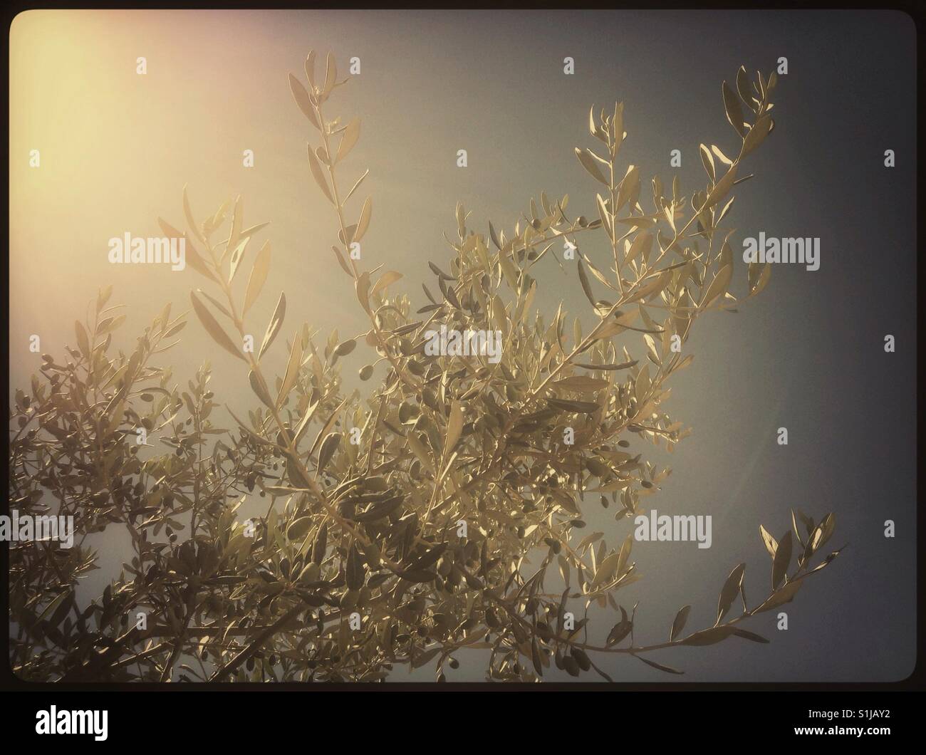 Little Farga olives developing on the tree on a summer's day, Catalonia, Spain. - Smartphone Captured Stock Image