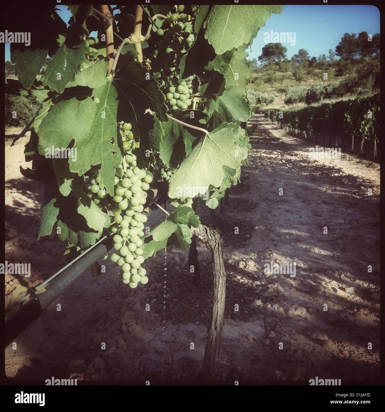 Irrigating Syrah grapevines, Catalonia, Spain. - Smartphone Captured Stock Image