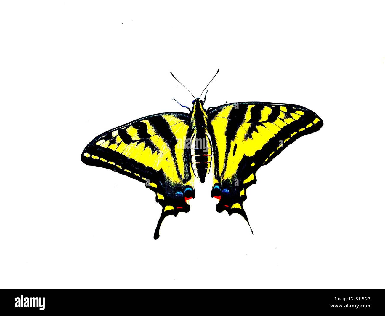 Western Swallowtail Butterfly on a white background. Art edit. - Smartphone Captured Stock Image