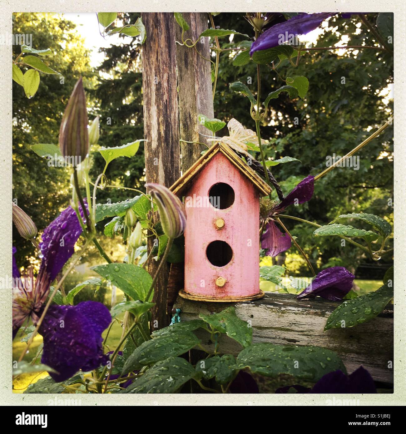 A pink birdhouse surrounded by purple clematis vines.  Shot with Hipstamatic. Stock Photo