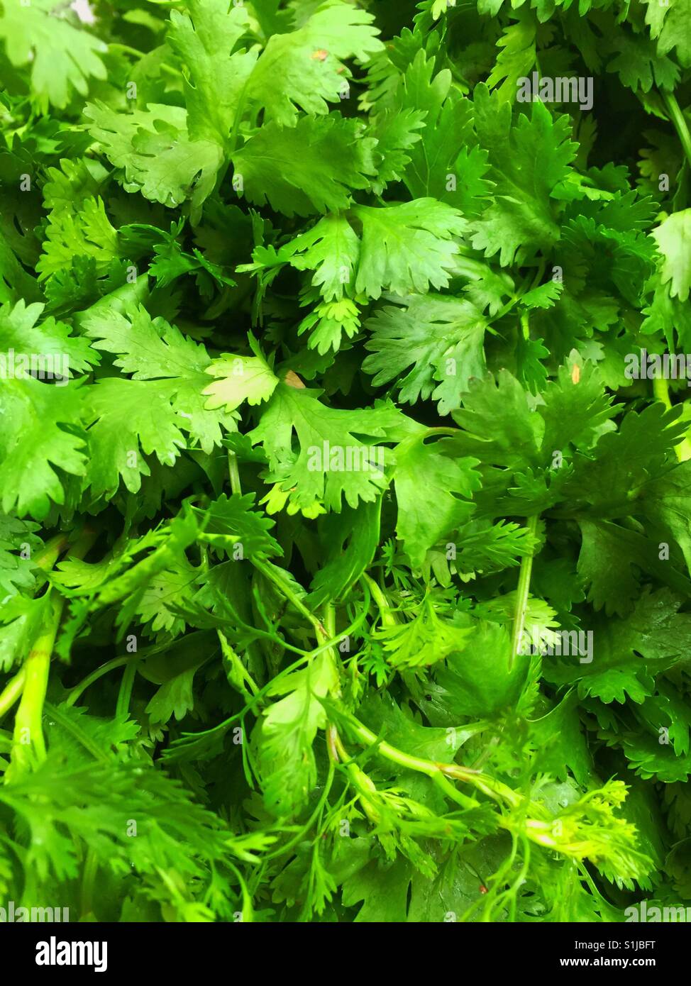 Bunch Of Cilantro Young Coriander Plant Greenery Used In Spanish Stock Photo Alamy