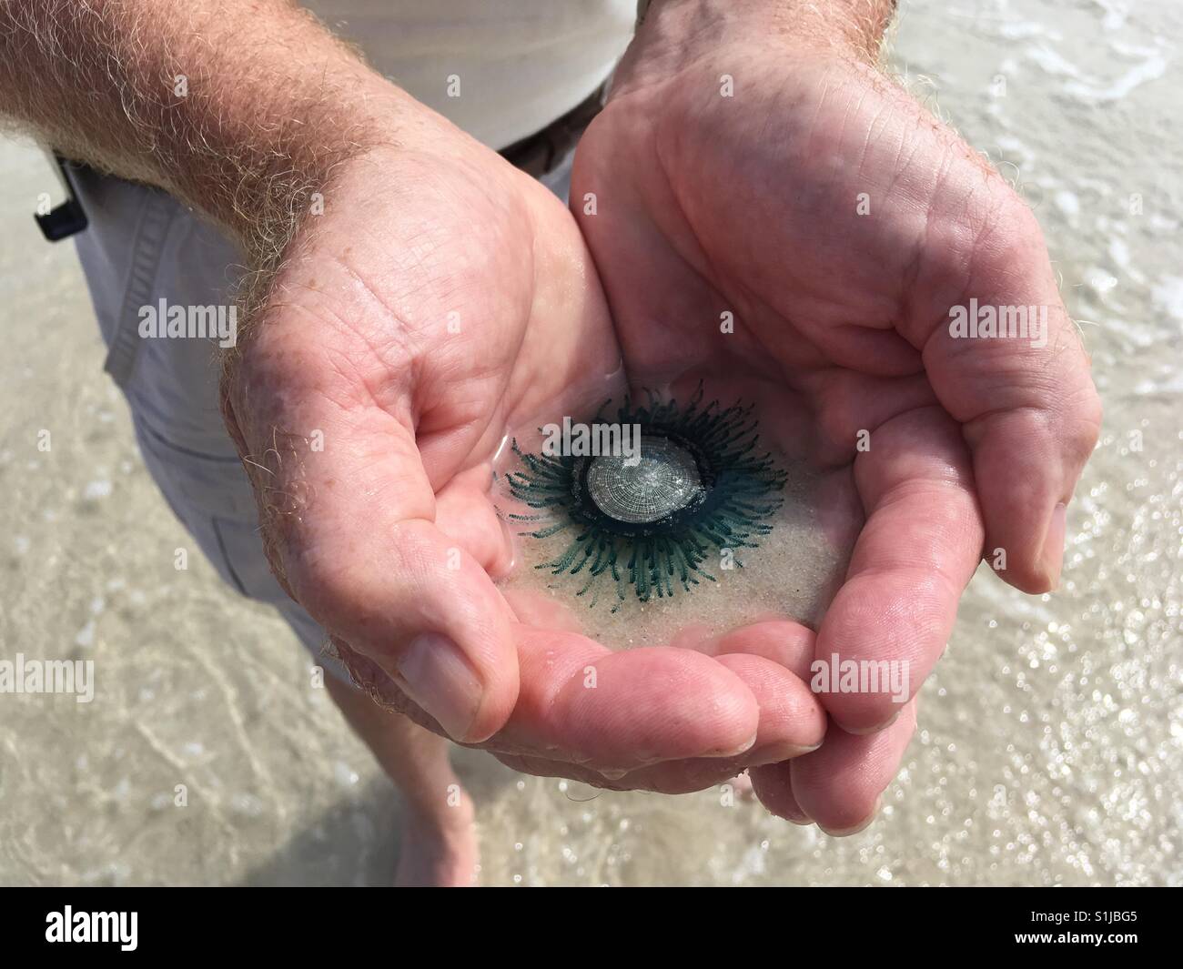 Blue Button Porpita porpita 'jellyfish', Seacrest Beach, Florida, weak sting but may irritate human skin Stock Photo