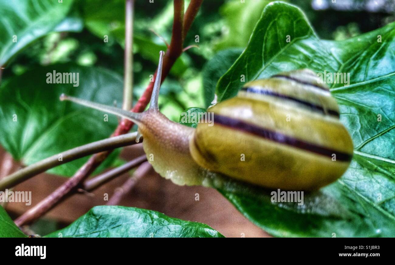 Snail on a leaf. Stock Photo
