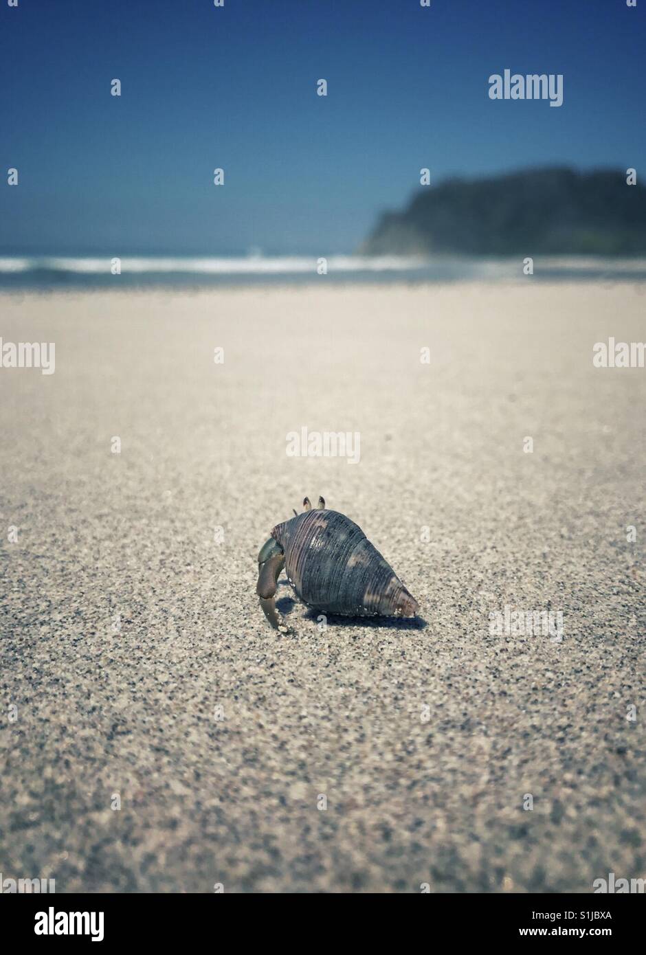 A hermit crab makes its way toward the Pacific Ocean in Costa Rica. - Smartphone Captured Stock Image