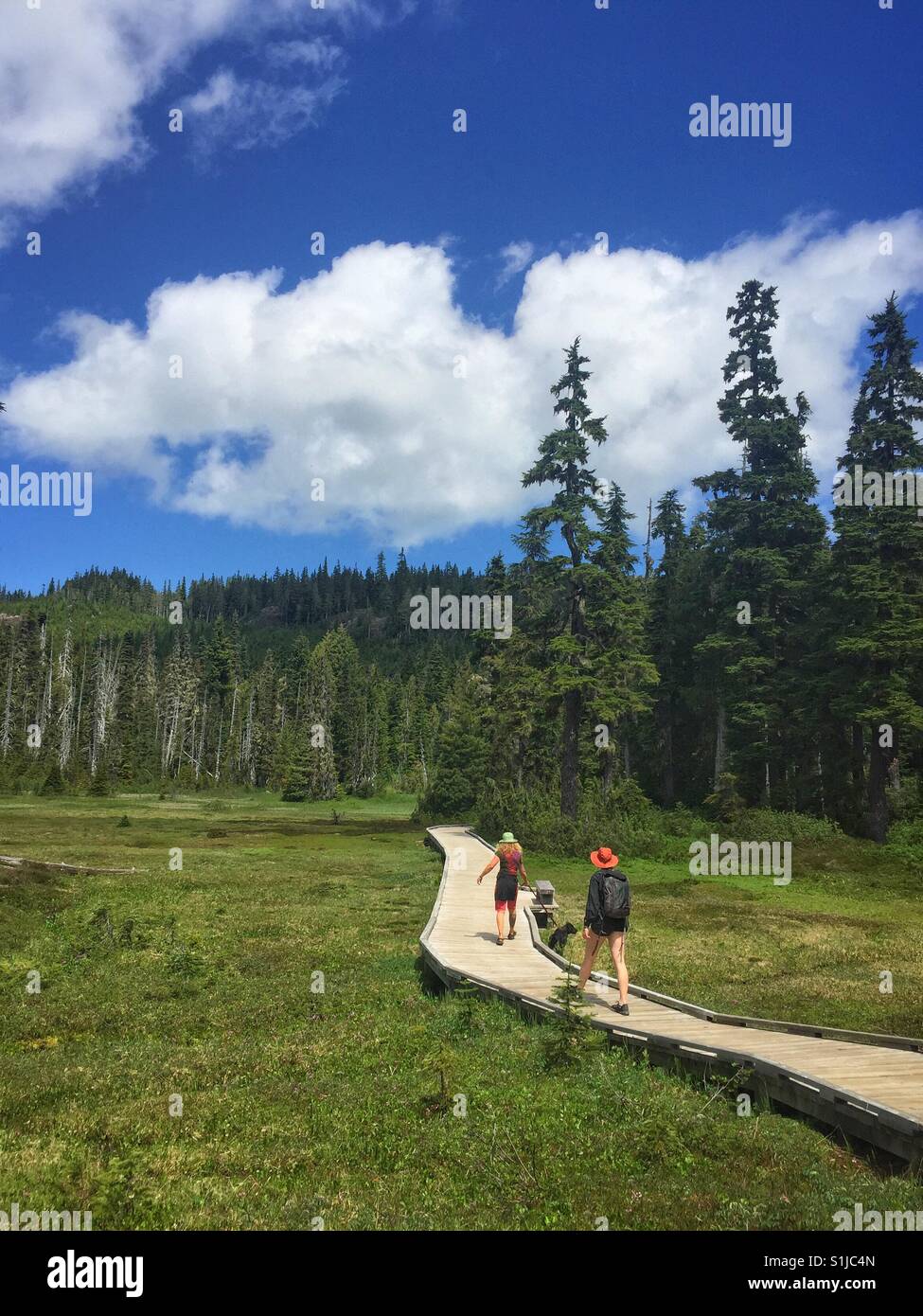 Two women with black dog hiking on boardwalk through meadow in strathcona provincial park in British Columbia Canada Stock Photo