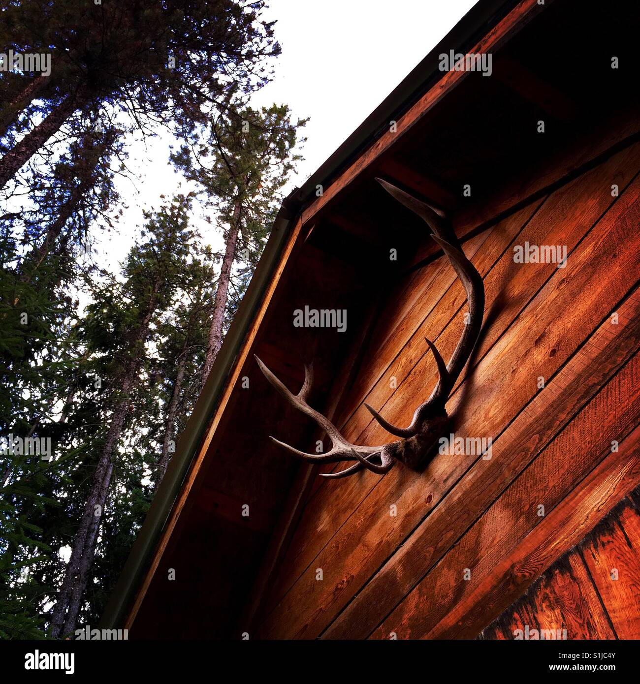 Deer antlers mounted hires stock photography and images Alamy