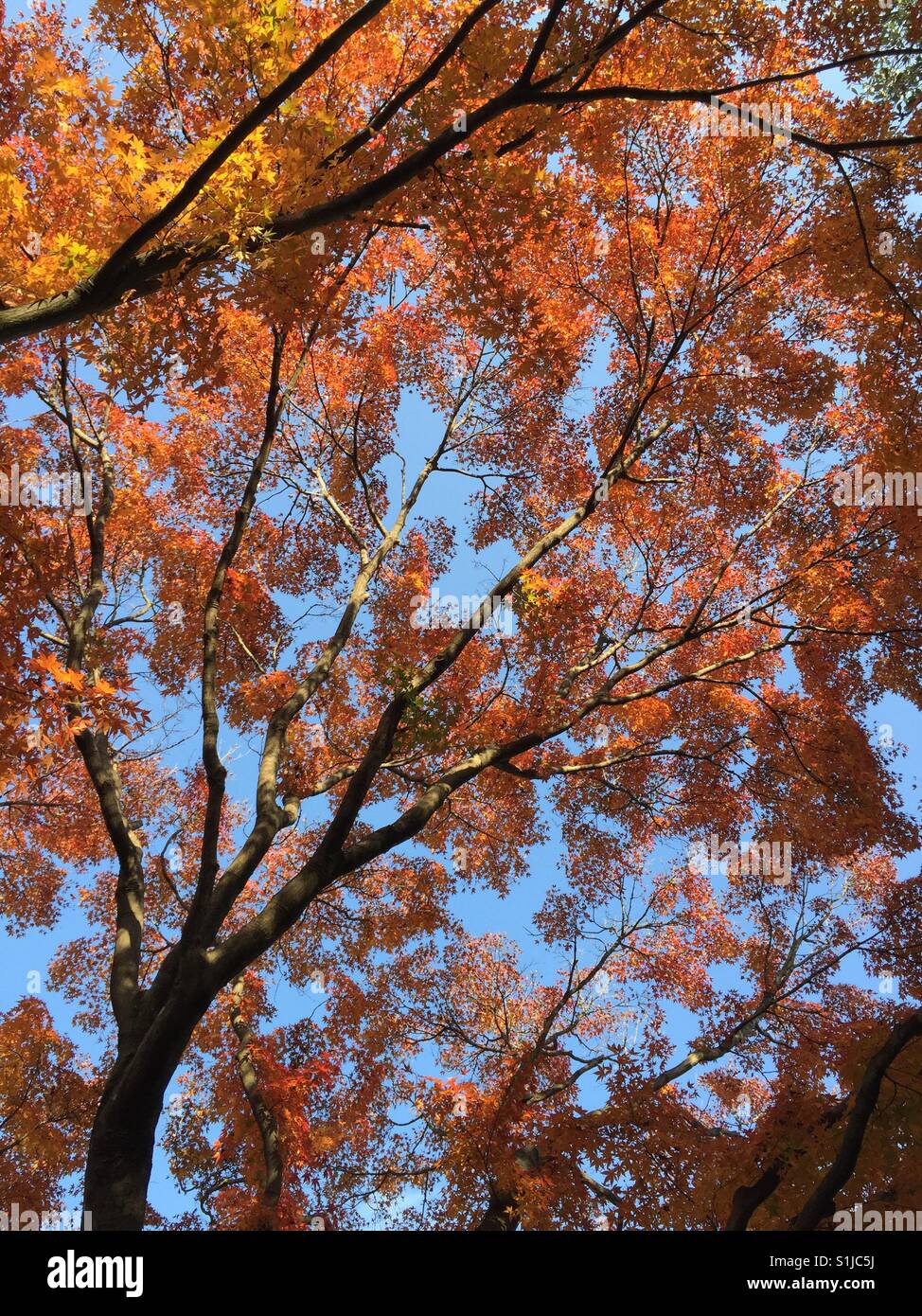 Japanese Autumn Maple tree background Stock Photo - Alamy