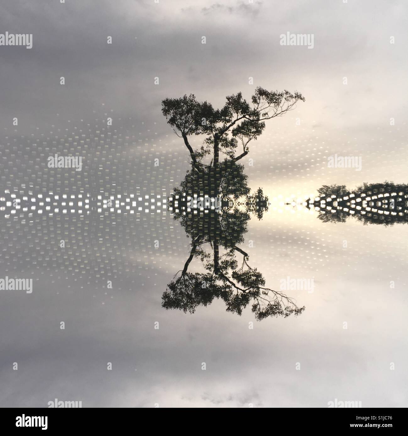 Digital rendering of reflection of pine trees in Japan - Smartphone Captured Stock Image