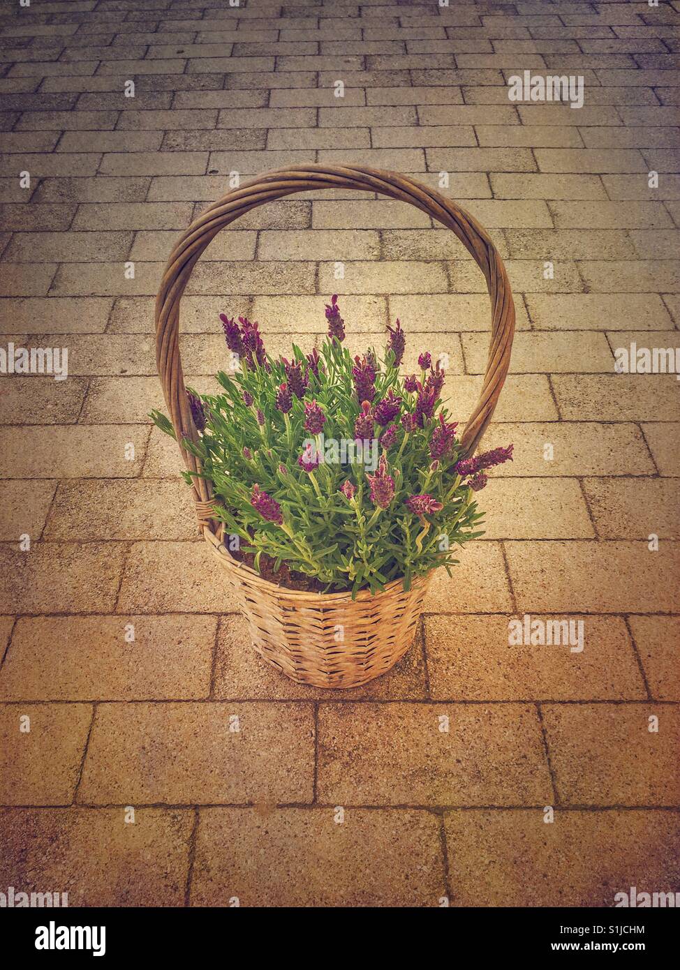 Wicker basket with lavender - Smartphone Captured Stock Image