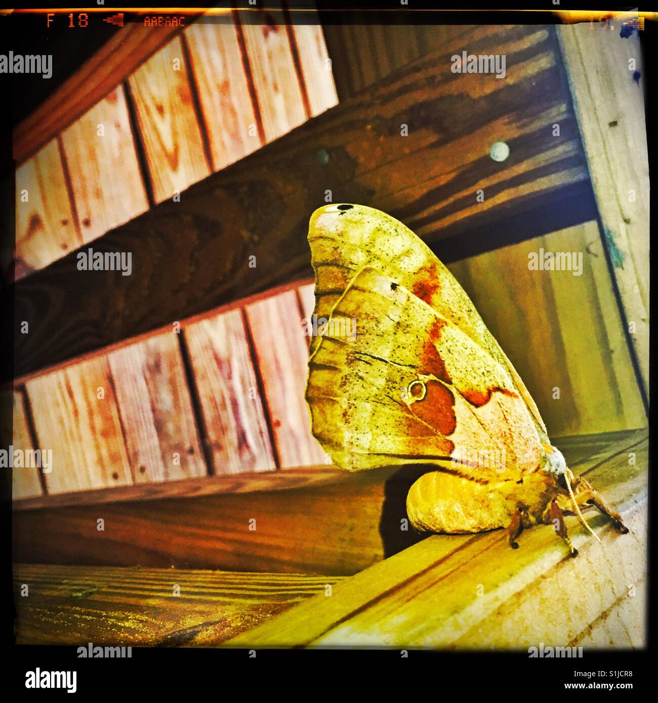 Big moth hi-res stock photography and images - Alamy