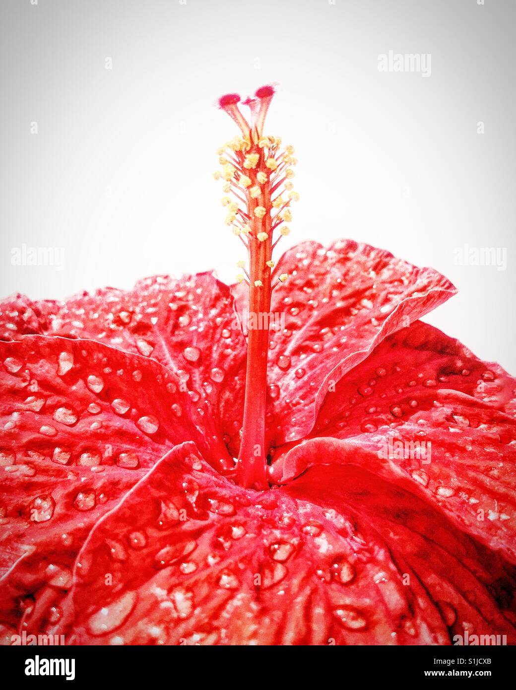 Hibiscus flower hibiscus flower hi-res stock photography and images - Alamy
