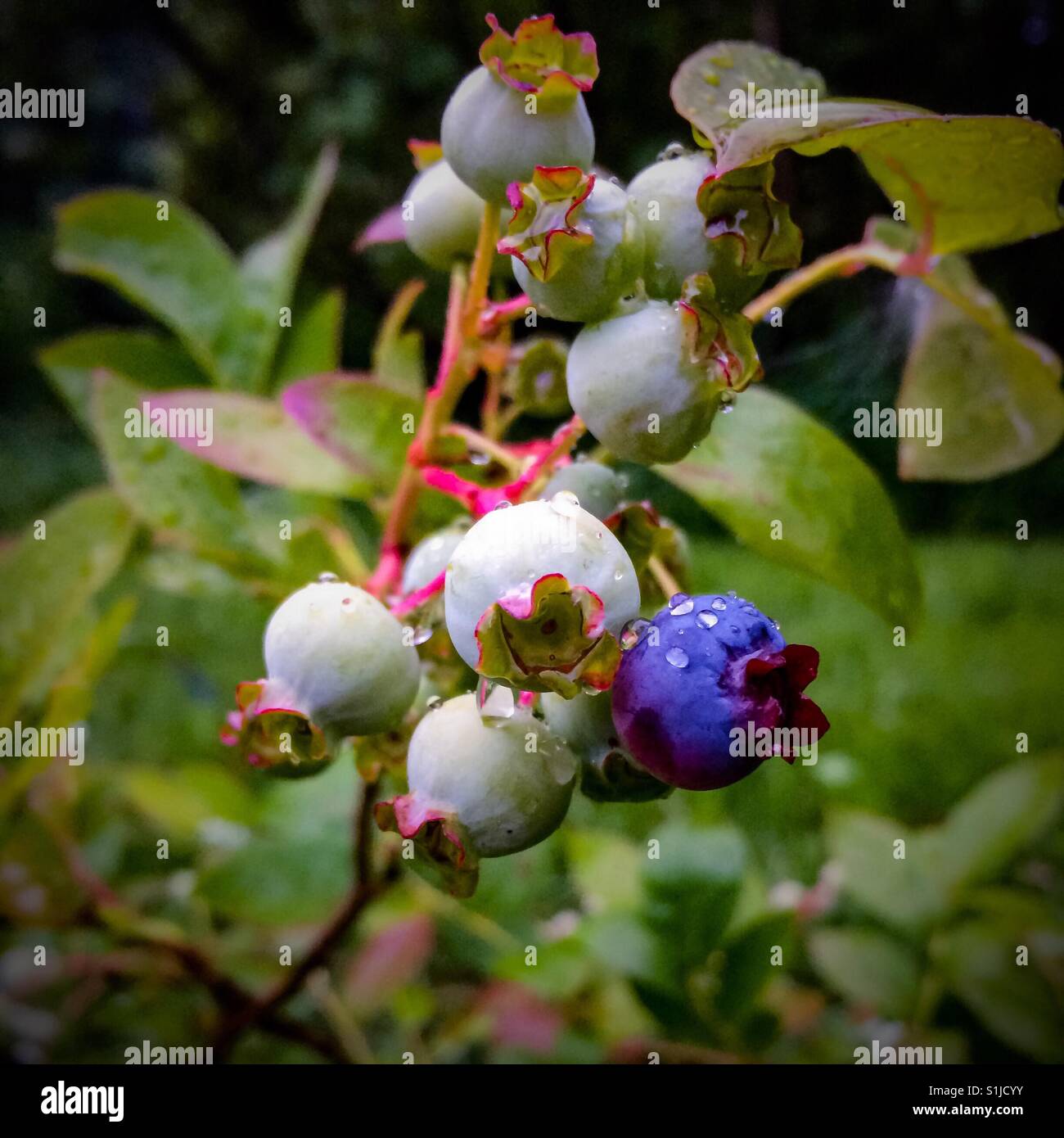 Blueberries starting to turn - Smartphone Captured Stock Image