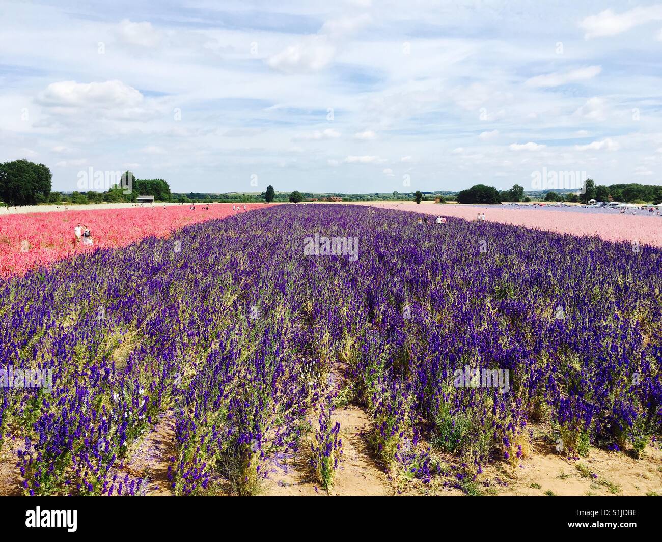 Confetti Fields in Worcester U.K. Acres of Delphiniums grown and harvested to make confetti Stock Photo