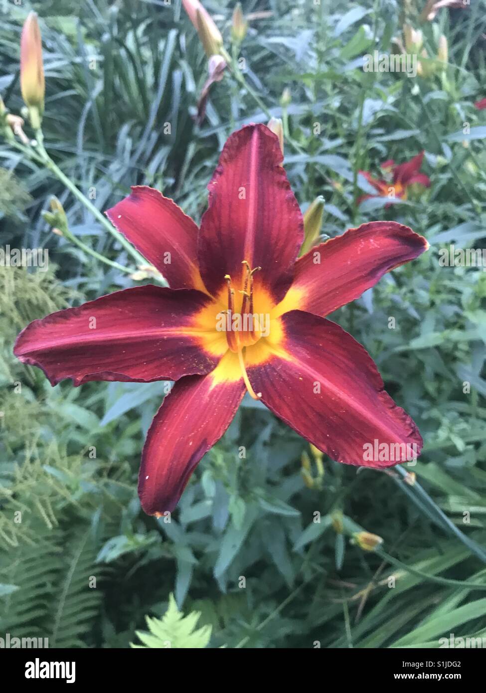 Burgundy flower hires stock photography and images Alamy