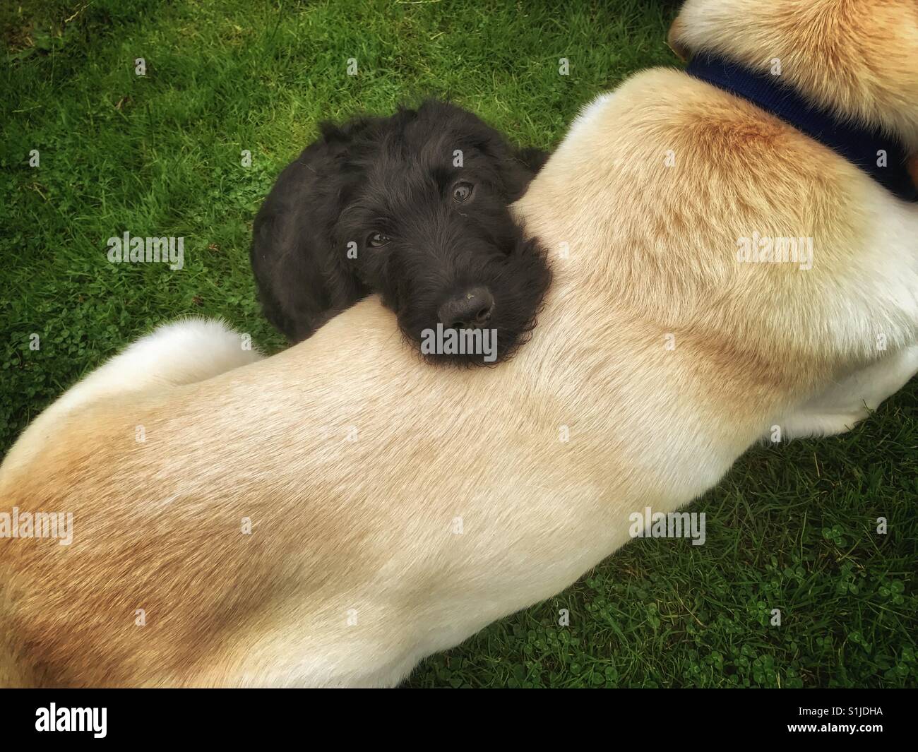 Black Labradoodle puppy rests its head on the back of a Golden Labrador friend - Smartphone Captured Stock Image