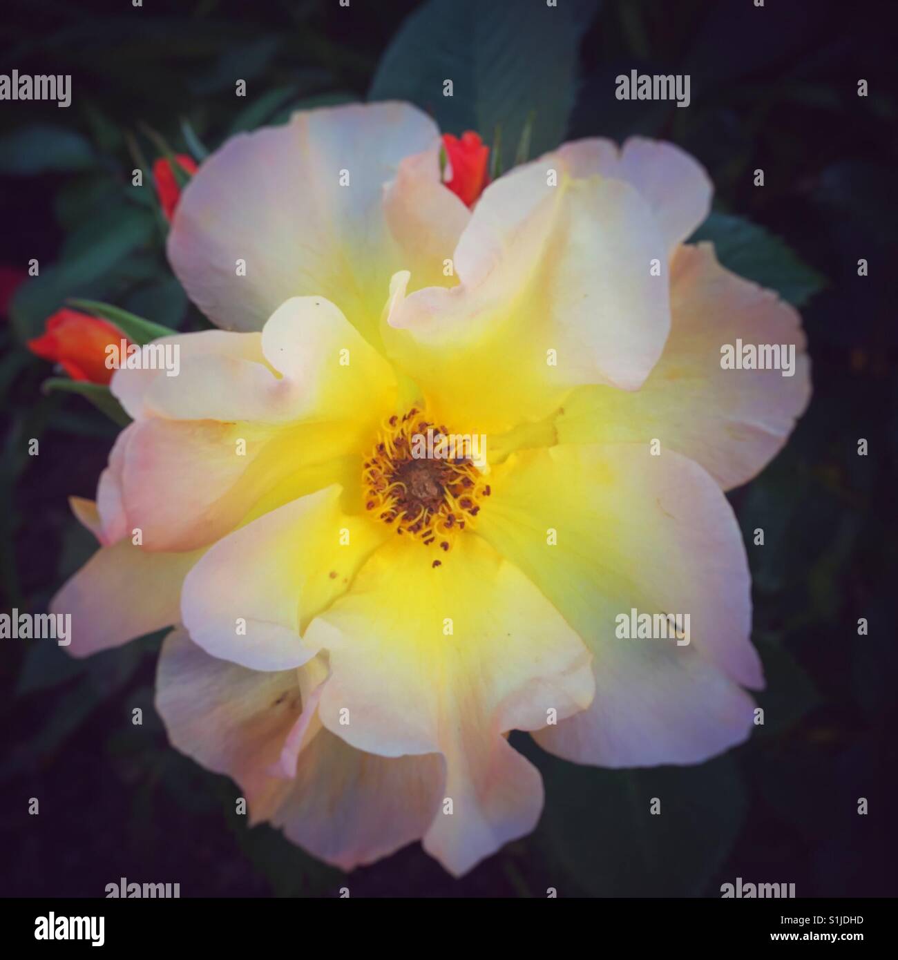 Shrub rose 'Morden Sunset' in the home garden. - Smartphone Captured Stock Image