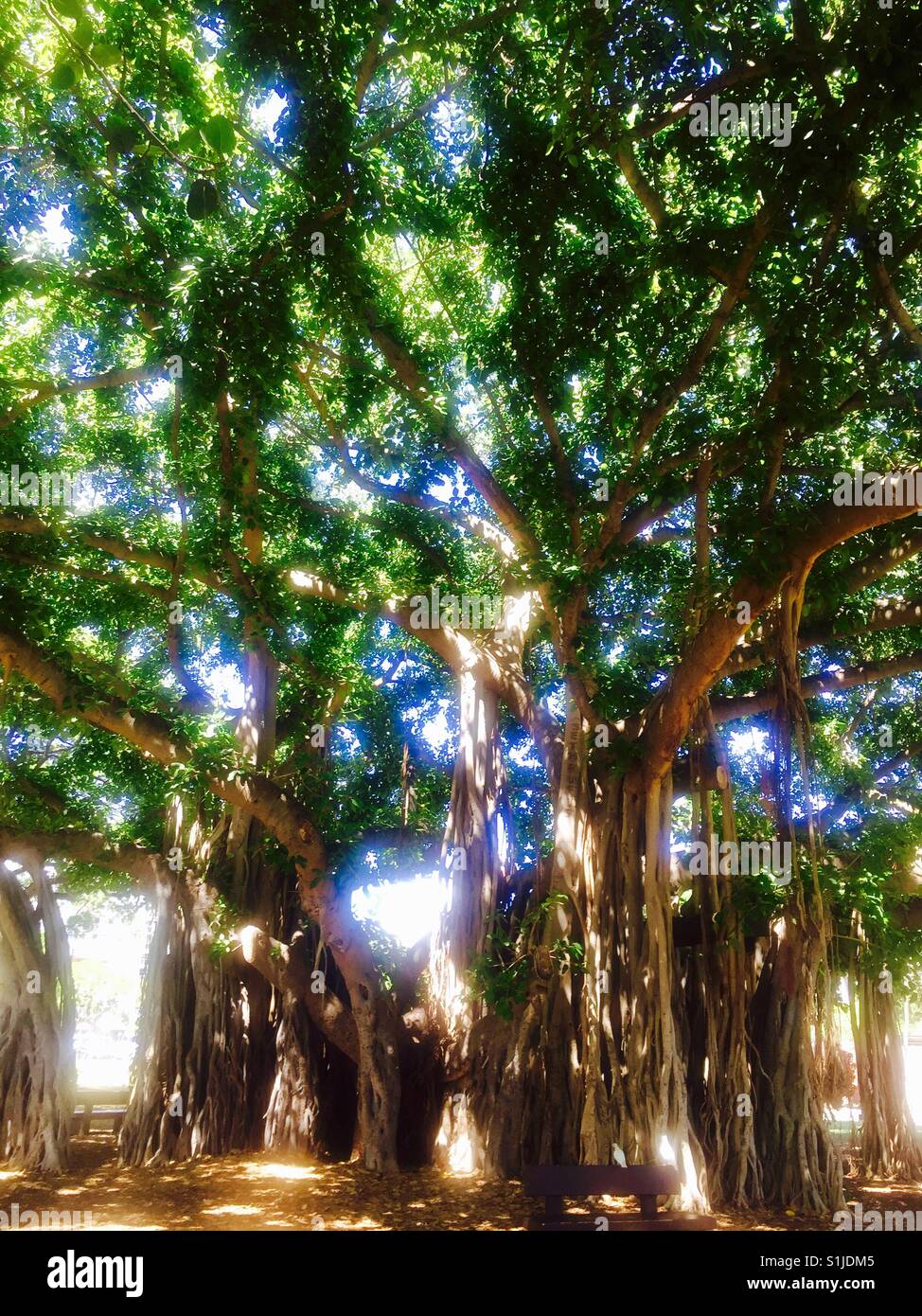 Banyan Tree...Honolulu, island of Oahu, Hawaii Stock Photo