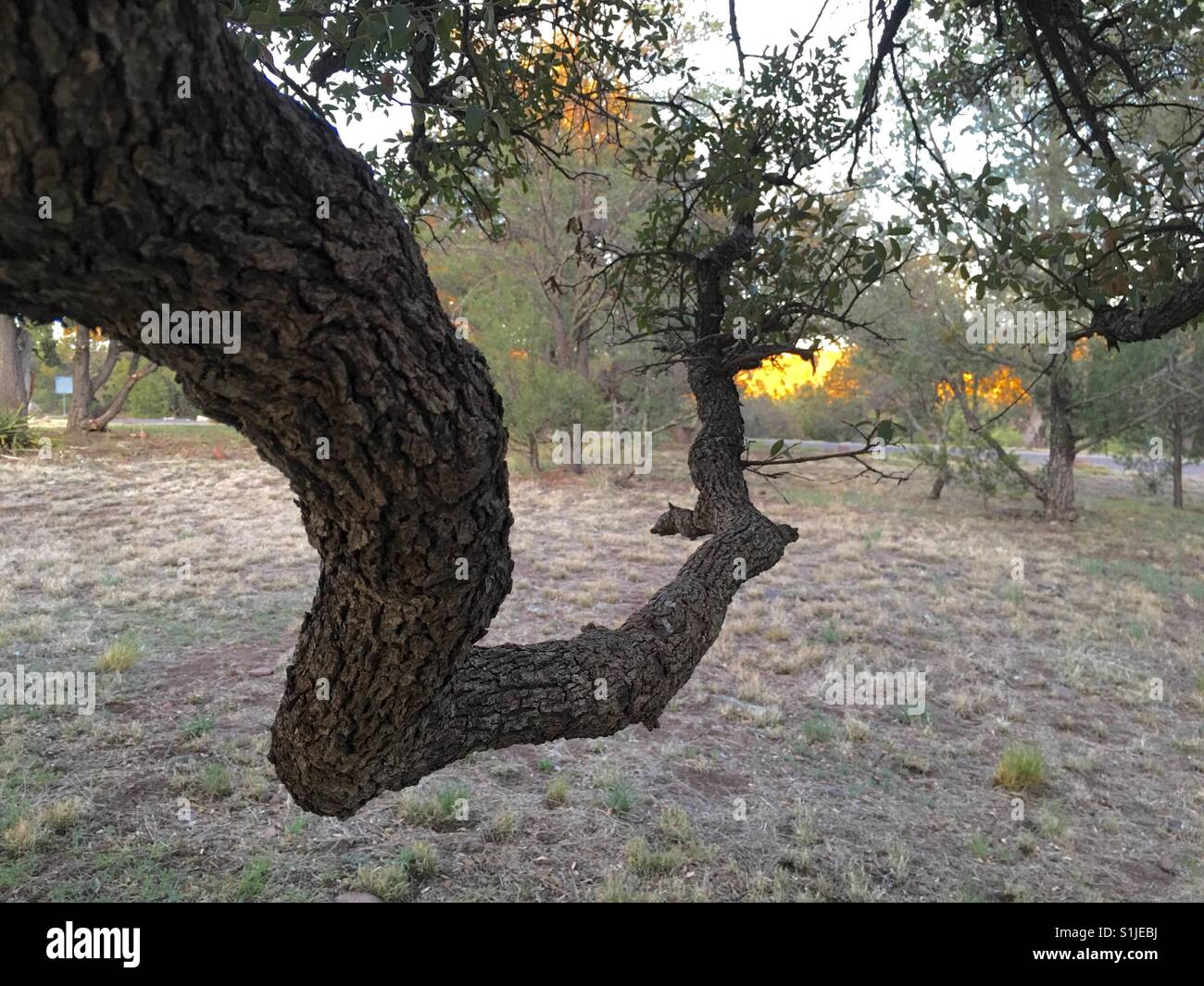 Oak tree at sunrise, Lake Roberts, New Mexico Stock Photo Alamy