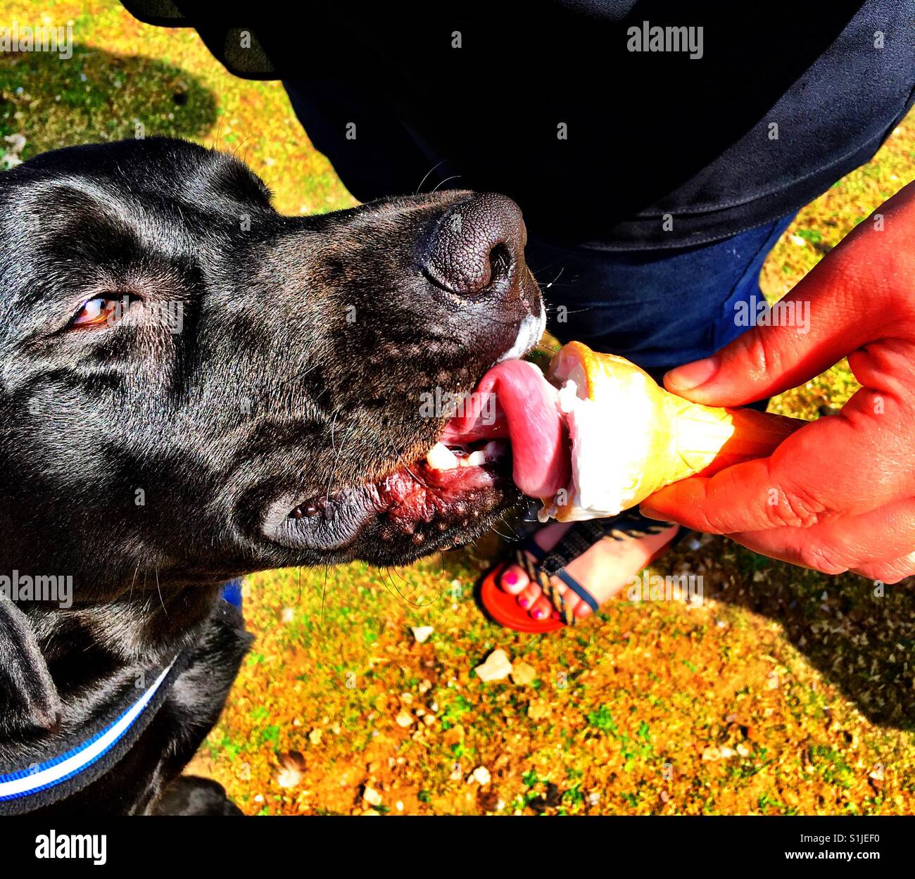 Black Labrador licking ice cream cone Stock Photo Alamy