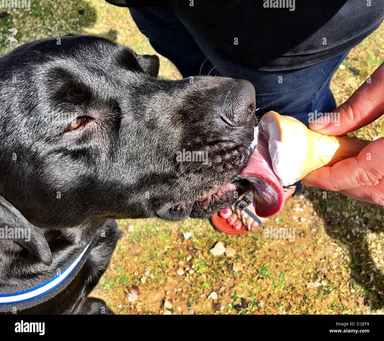 Black Labrador enjoying ice cream cone Stock Photo Alamy