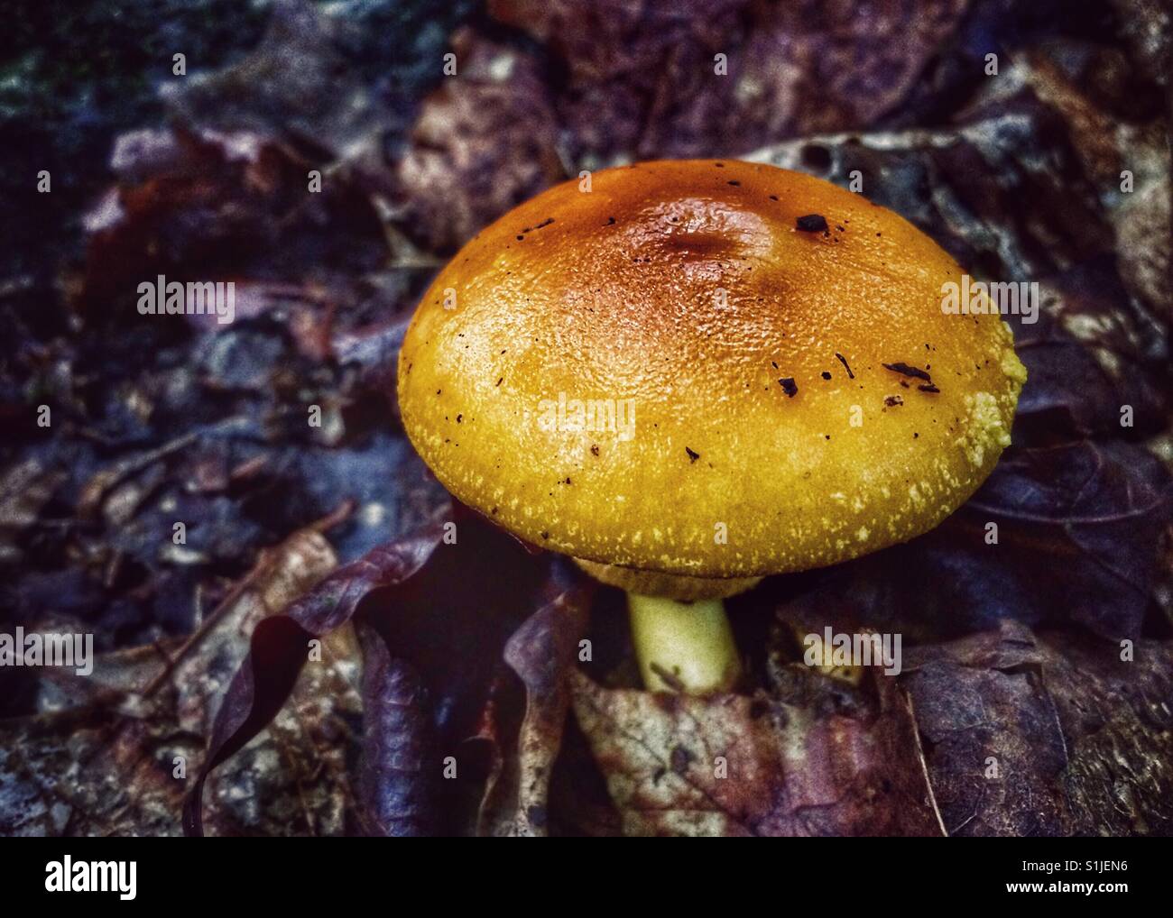 Wild mushroom on the forest floor. Stock Photo