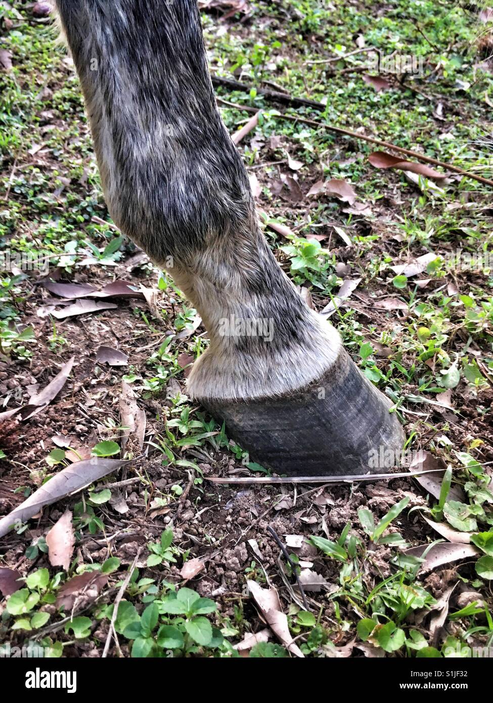 Horse hoof. - Smartphone Captured Stock Image