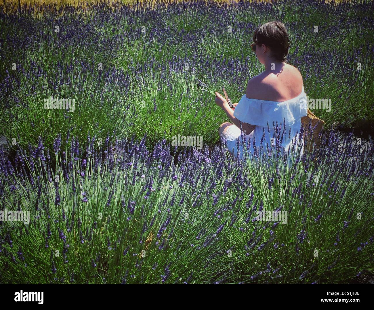 Young woman in white dress  cutting stems of lavender in the field Stock Photo