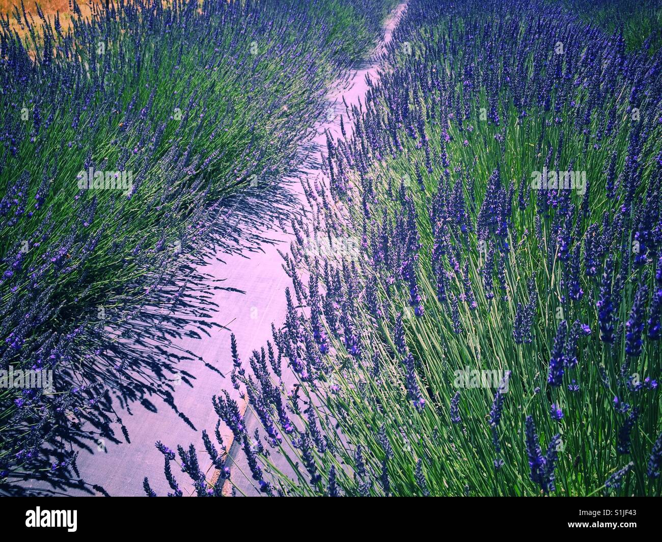 Rows of lavender Stock Photo