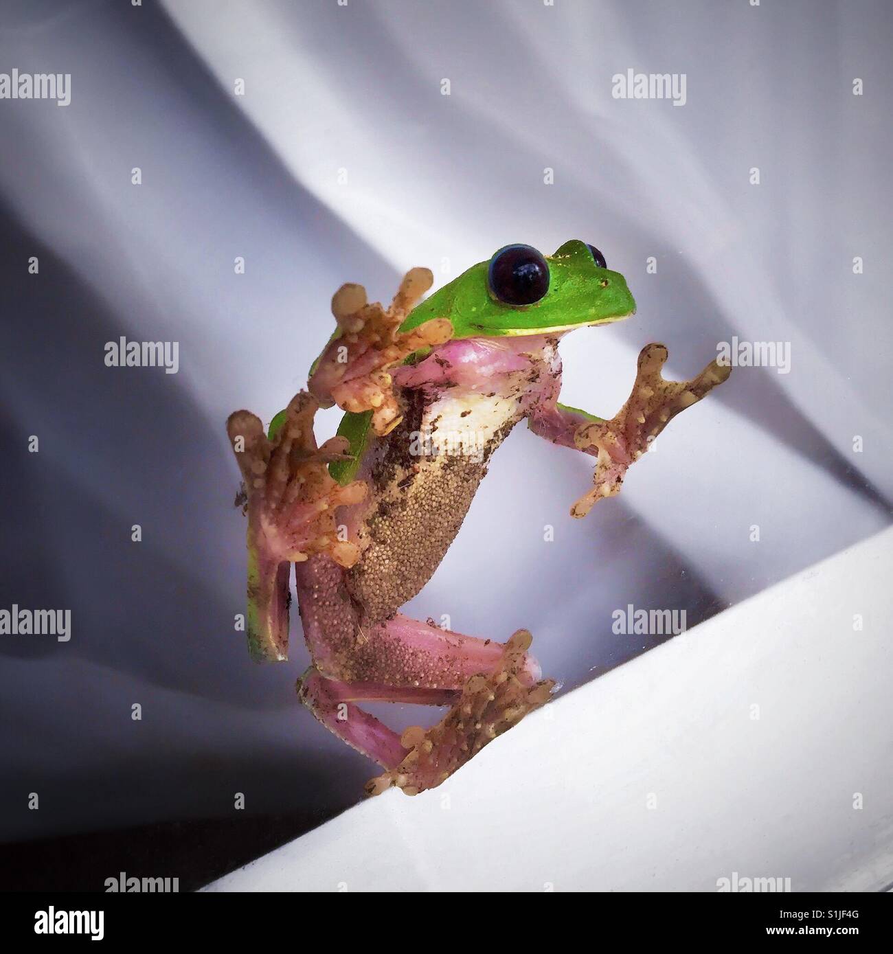 Frog jumping onto a window surrounded by white curtains Stock Photo