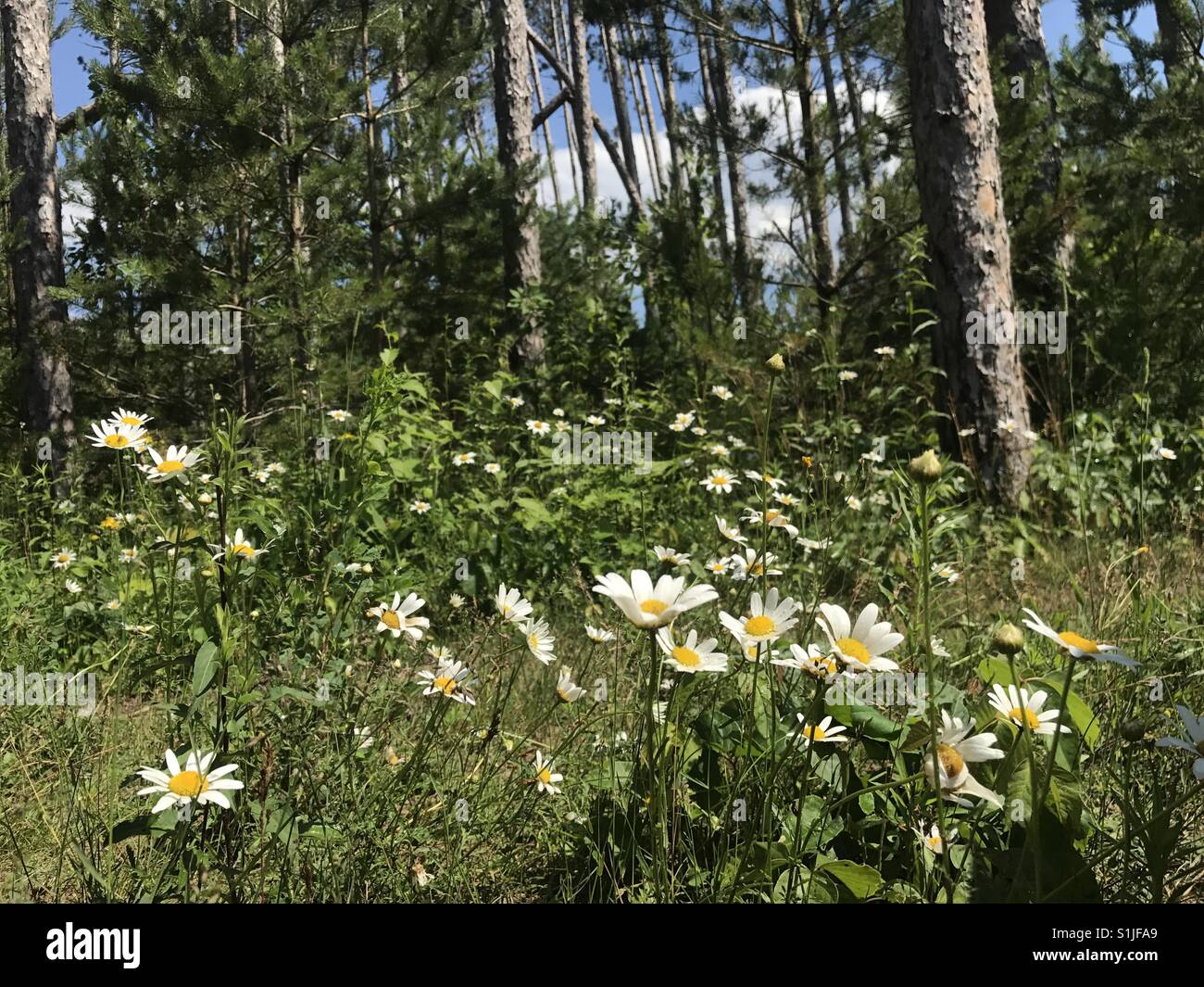 Wildflowers woods trees hires stock photography and images Alamy