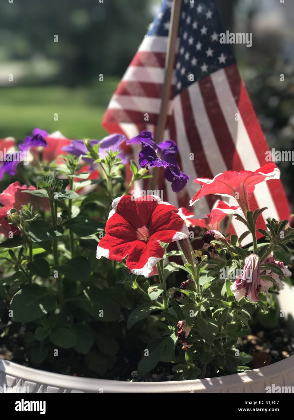 Fourth of July flowers Stock Photo Alamy