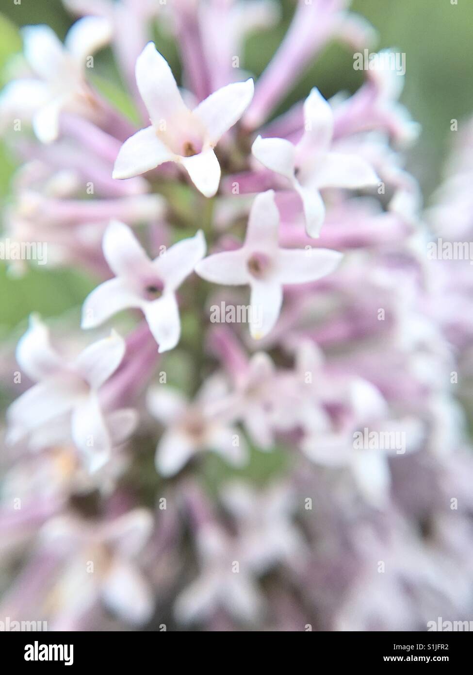 Up close of Lilacs - Smartphone Captured Stock Image