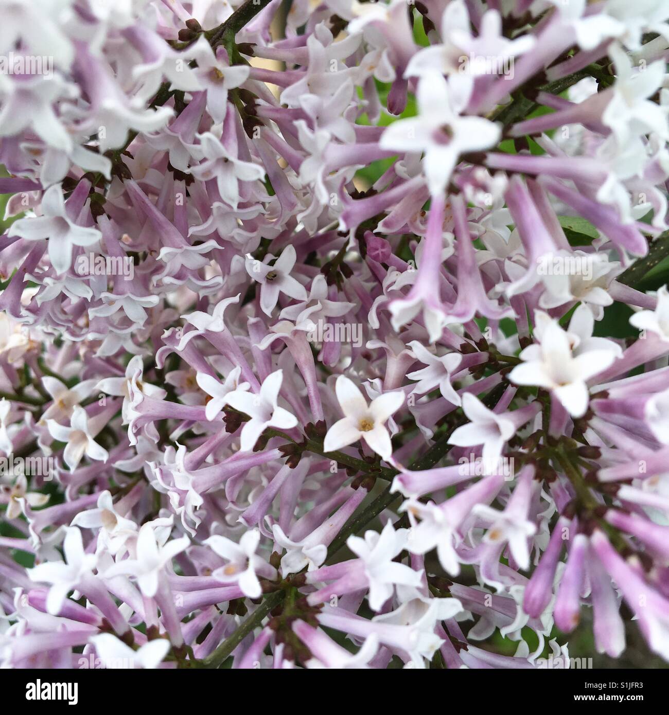 Up close of Lilacs - Smartphone Captured Stock Image