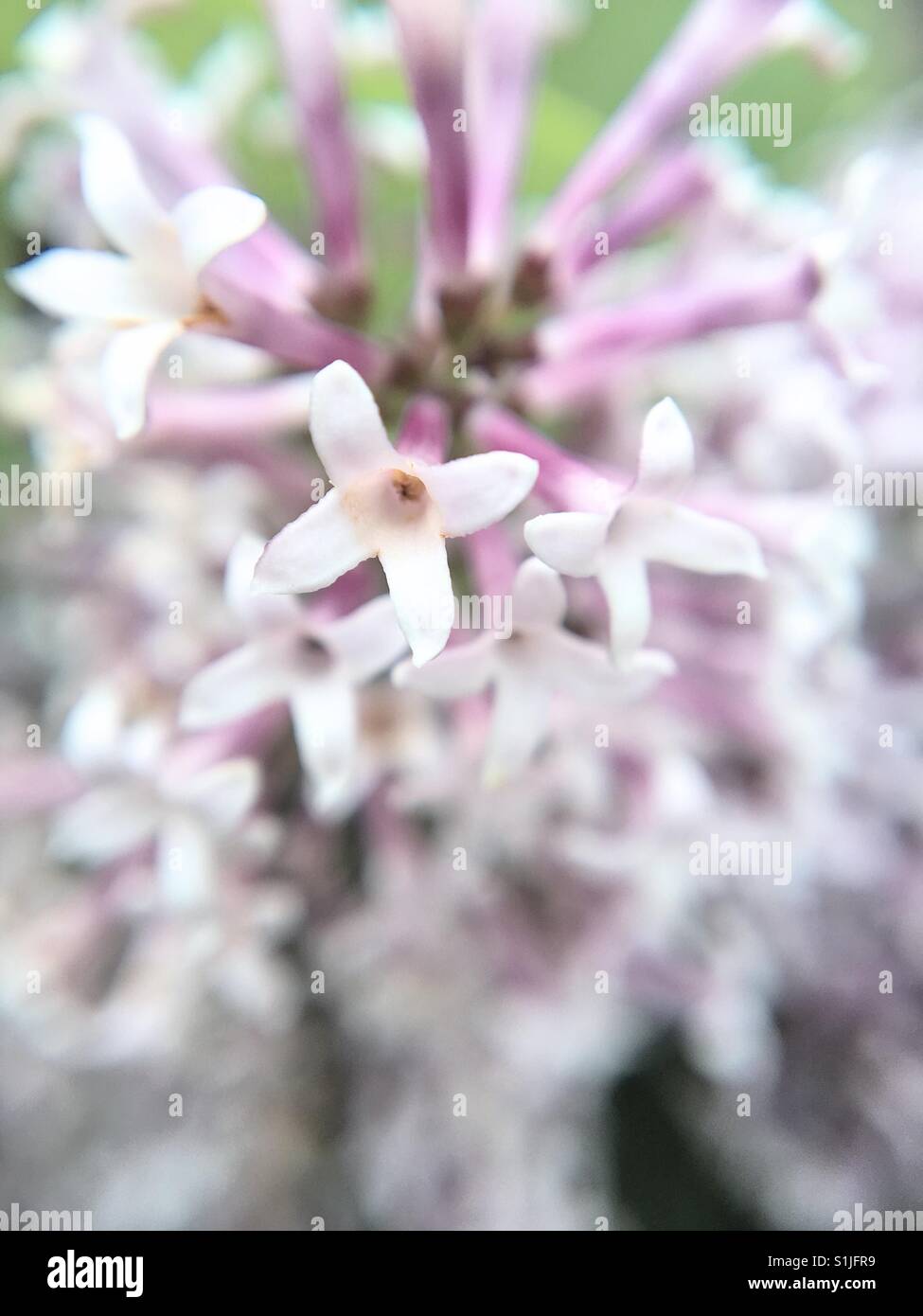 Up close of Lilacs - Smartphone Captured Stock Image