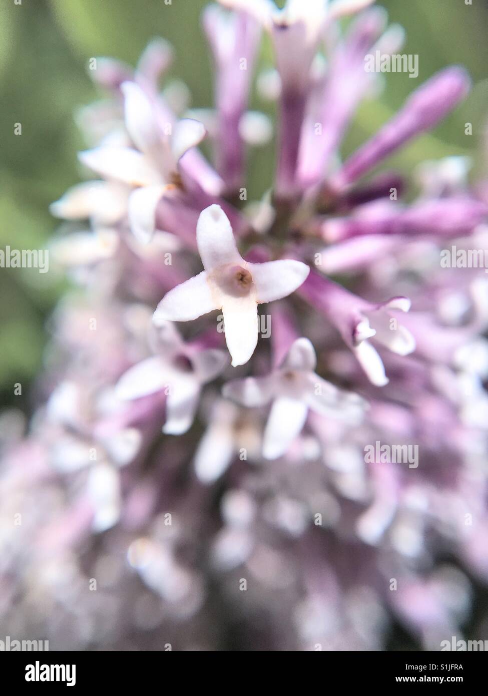 Up close of Lilacs - Smartphone Captured Stock Image