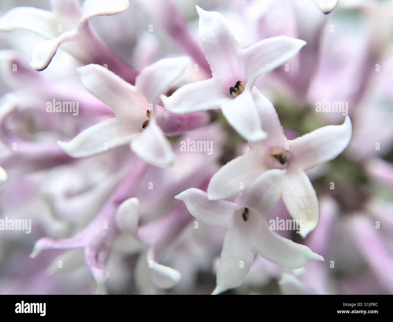 Up close of Lilacs - Smartphone Captured Stock Image