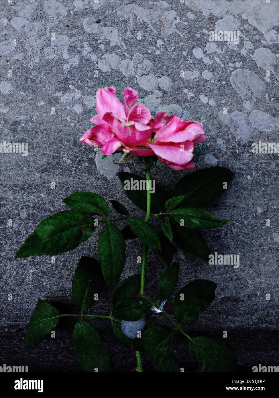 The fate of a flower Stock Photo Alamy