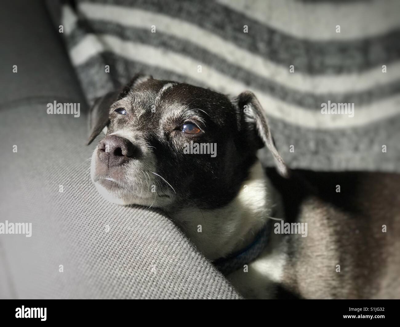 Sleepy Old Dog with chin resting on arm of chair - Smartphone Captured Stock Image
