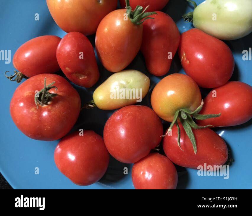 Own garden produce, tomatoes Stock Photo