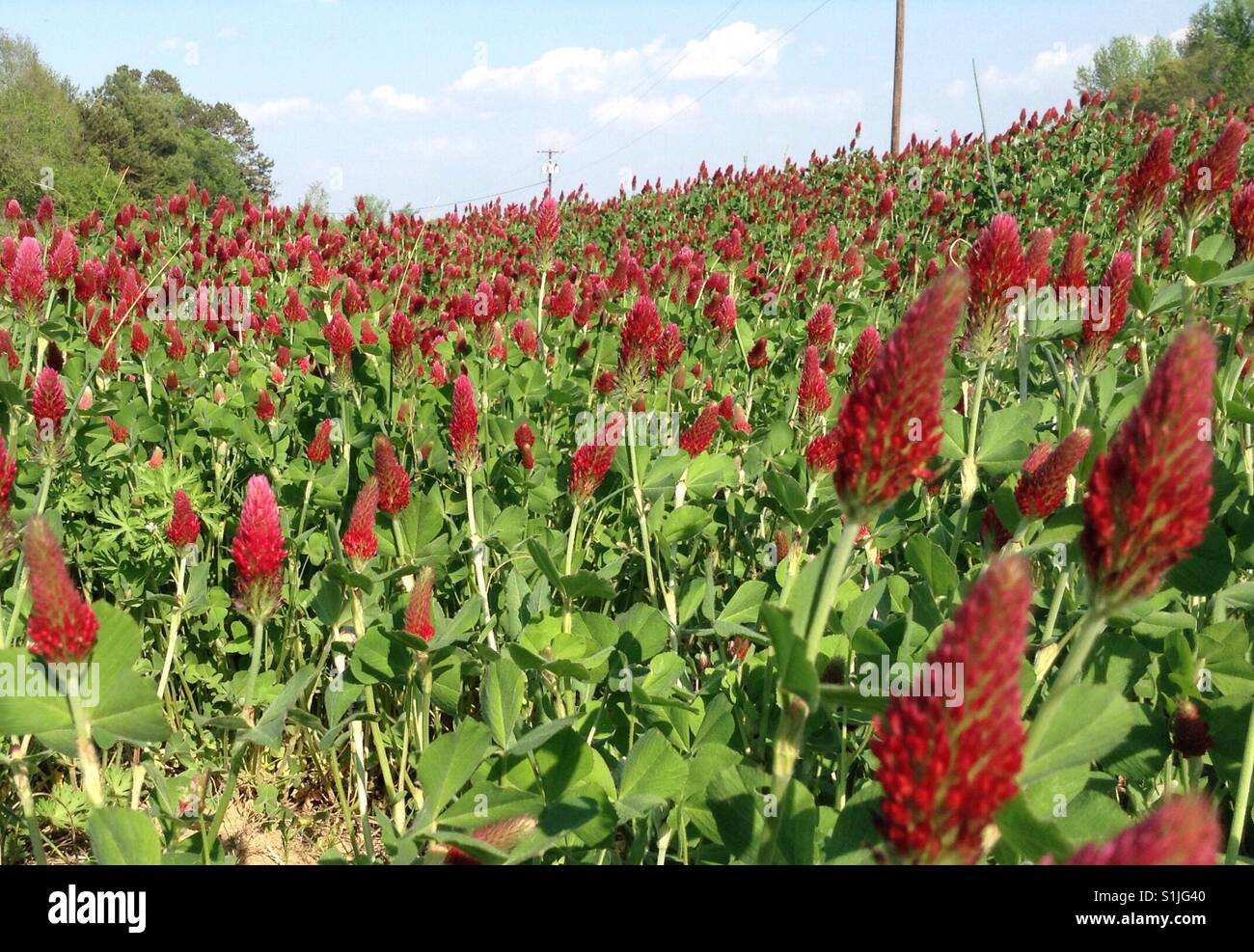 Crimson clover field in NC - Smartphone Captured Stock Image