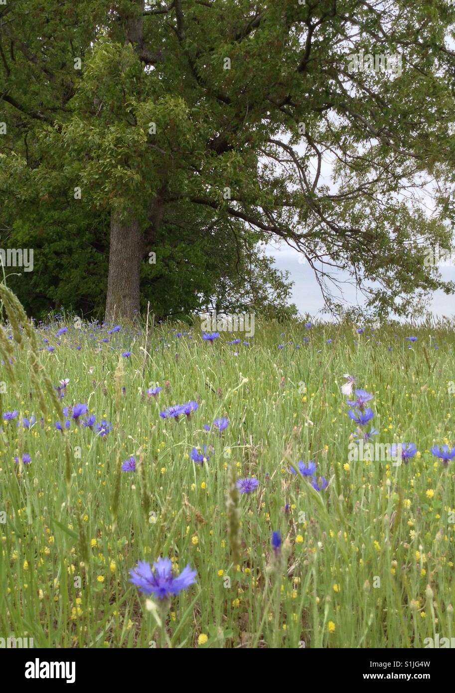 Centuarius cyanus hires stock photography and images Alamy