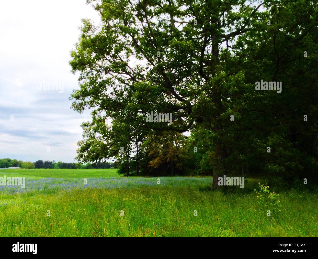 Tree in field of cornflowers Stock Photo - Alamy