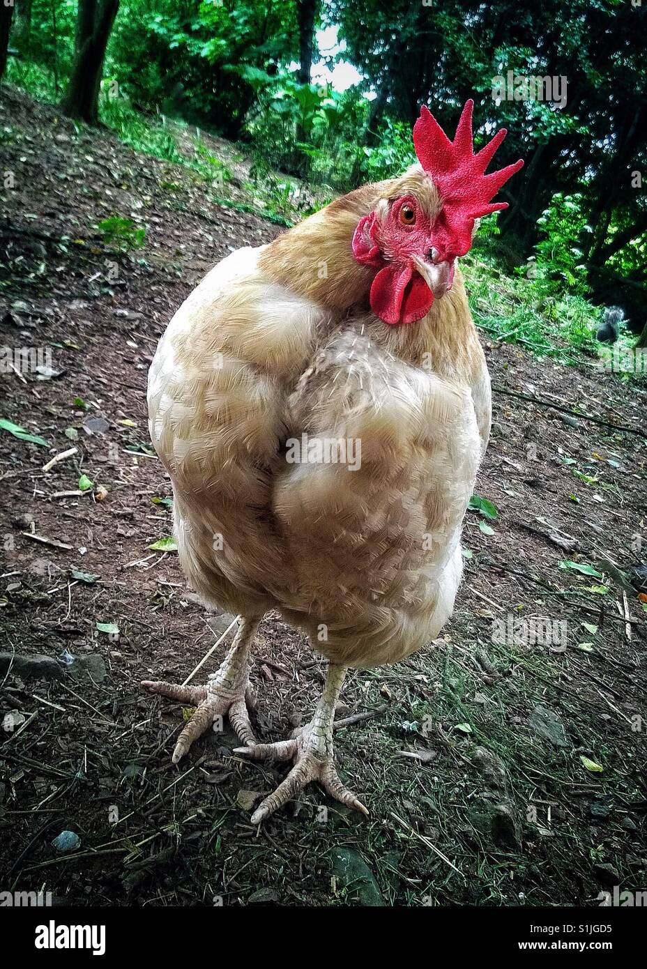 Chicken - Smartphone Captured Stock Image