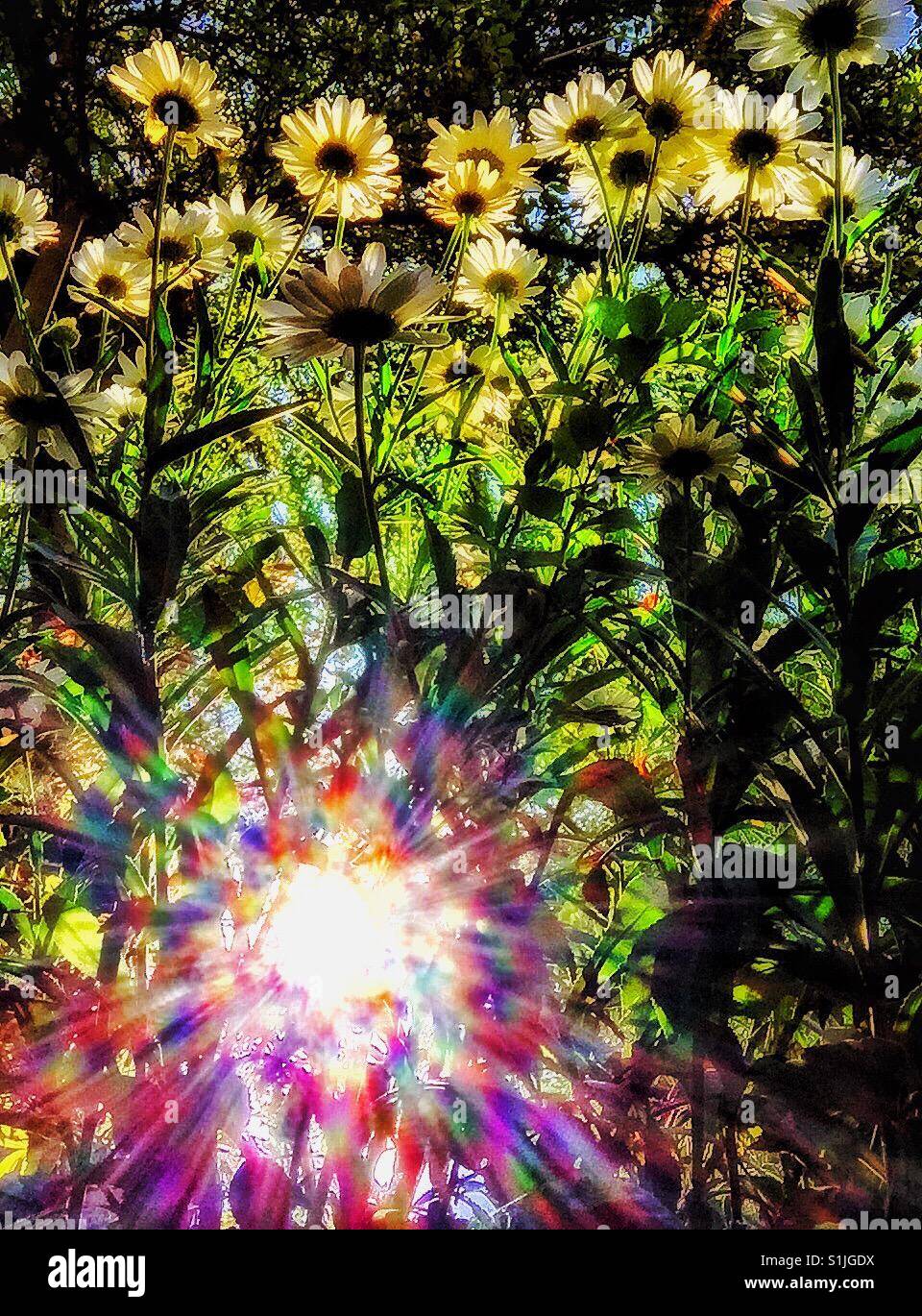 Sunlight and daisies - Smartphone Captured Stock Image