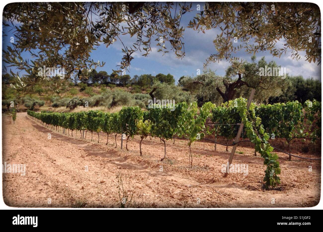 Grapevines and olive trees, Catalonia, Spain. - Smartphone Captured Stock Image