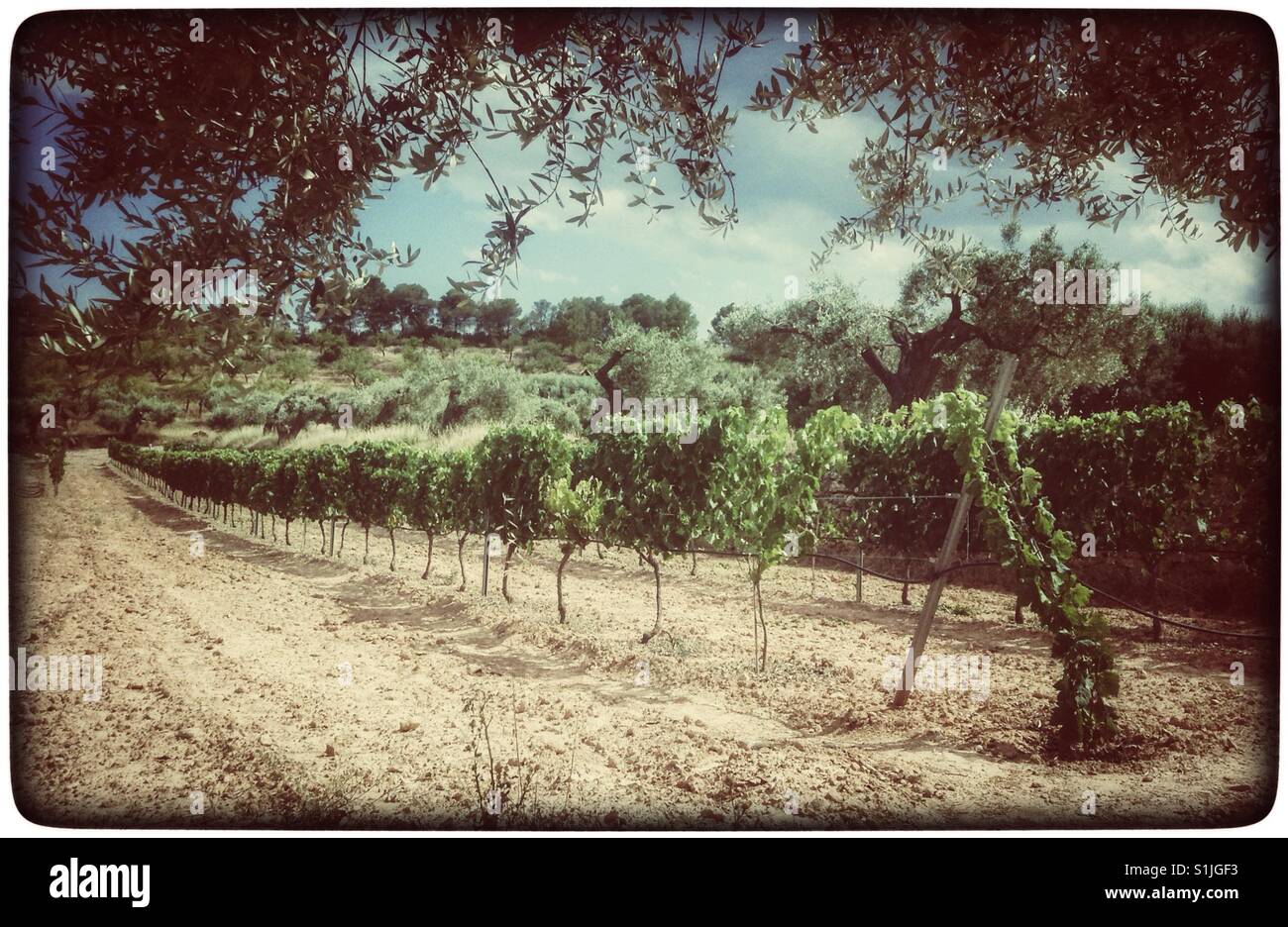 Grapevines and olive trees, Catalonia, Spain. - Smartphone Captured Stock Image