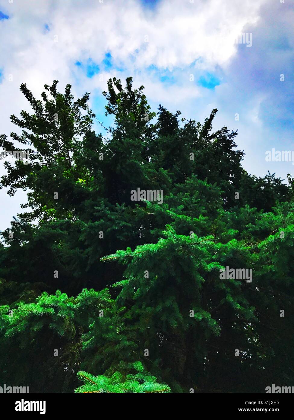 Chicago illinois trees hires stock photography and images Alamy