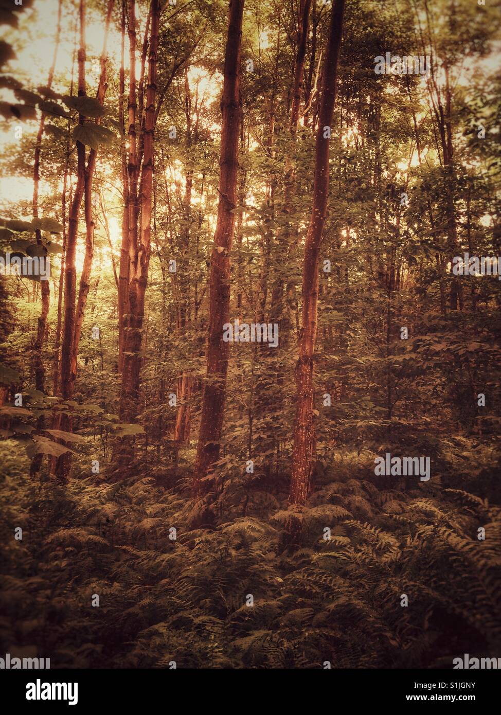 Lush green forest sunlight hi-res stock photography and images - Alamy