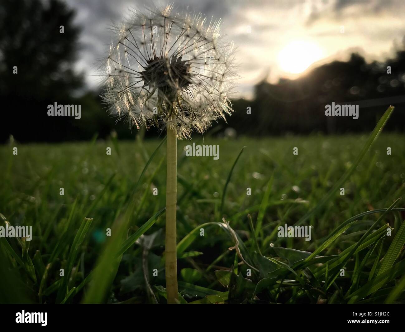 Dandelion seed head viewed from ground level against a setting sun - Smartphone Captured Stock Image